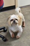 adoptable Dog in , GA named MARKIE