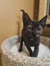 adoptable Cat in , GA named Wilson