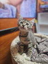 adoptable Cat in , GA named Willa