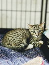 adoptable Cat in , GA named Sysco