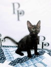adoptable Cat in , GA named Walter