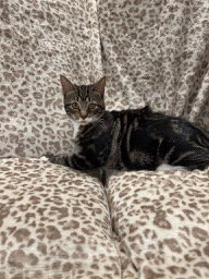 picture of the cat needing adoption