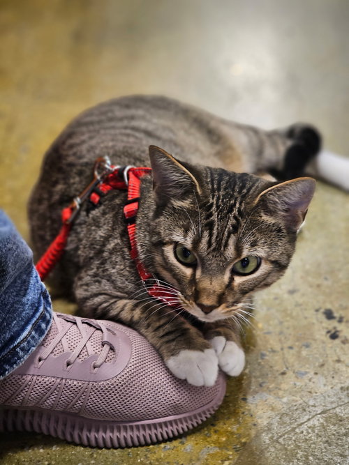 picture of the cat needing adoption