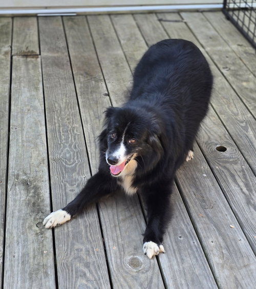 REMI - Australian Shepherd available for adoption