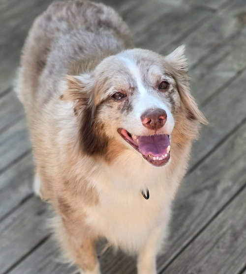 picture of the dog needing adoption