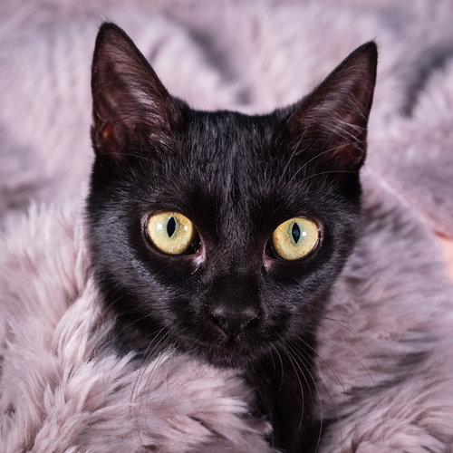 picture of the cat needing adoption