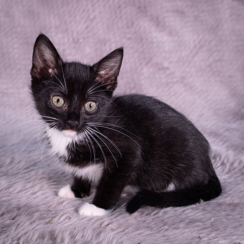 picture of the cat needing adoption
