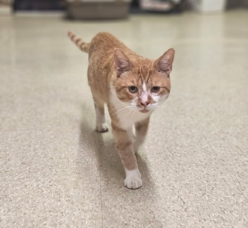 picture of the cat needing adoption