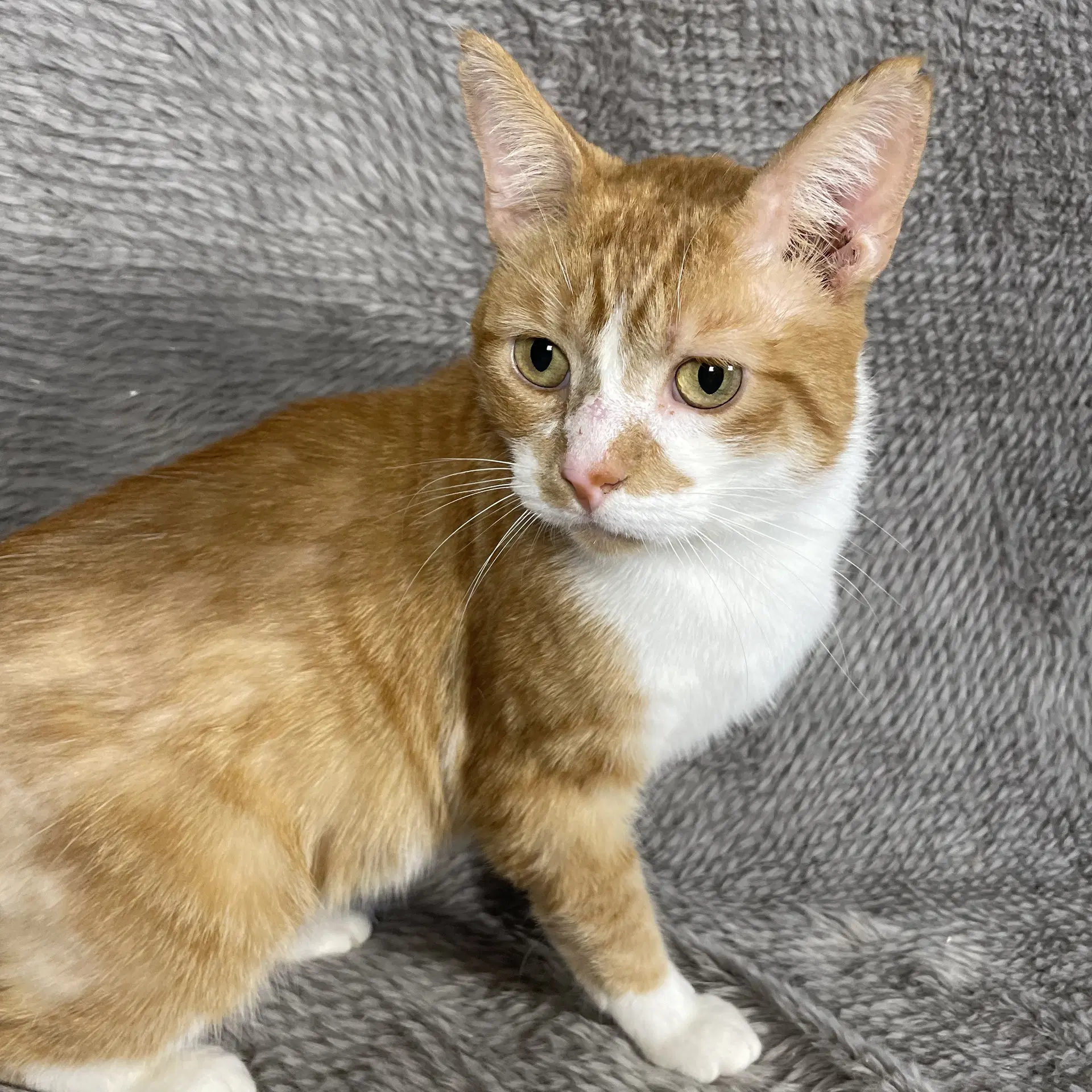Duck - Andrea Foster - Domestic Short Hair