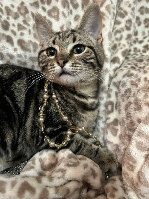 picture of the cat needing adoption