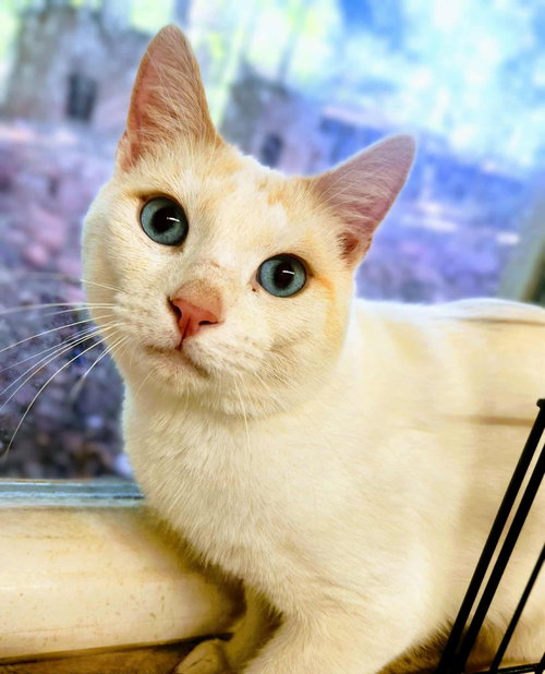 picture of the cat needing adoption