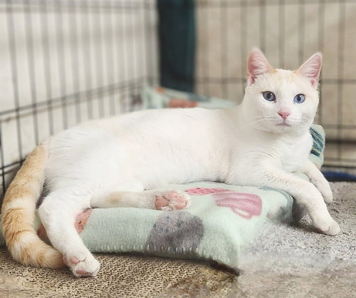 picture of the cat needing adoption