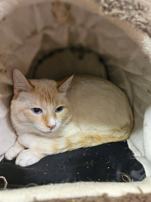 picture of the cat needing adoption