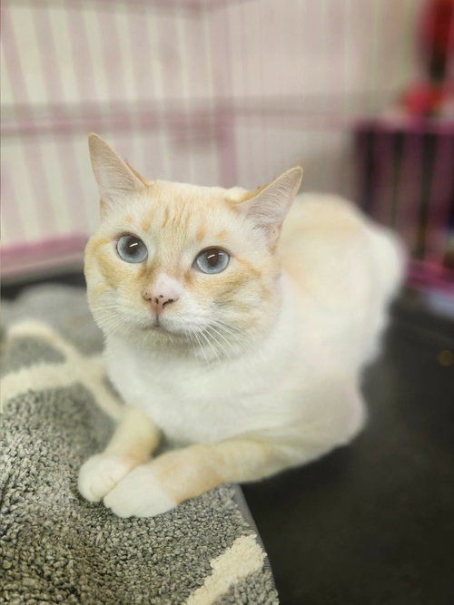 picture of the cat needing adoption