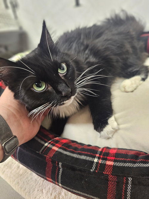 picture of the cat needing adoption