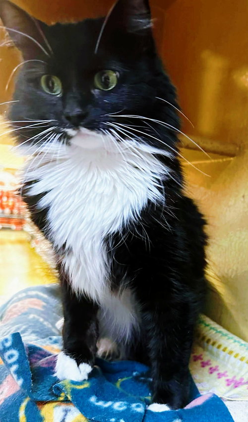 picture of the cat needing adoption