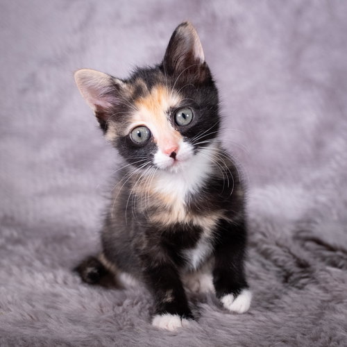 picture of the cat needing adoption