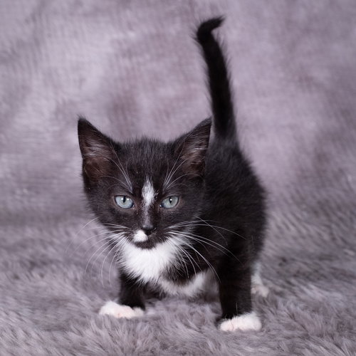 picture of the cat needing adoption