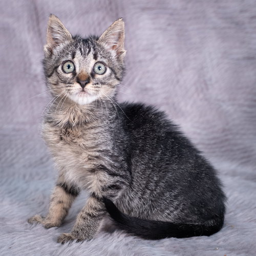 picture of the cat needing adoption