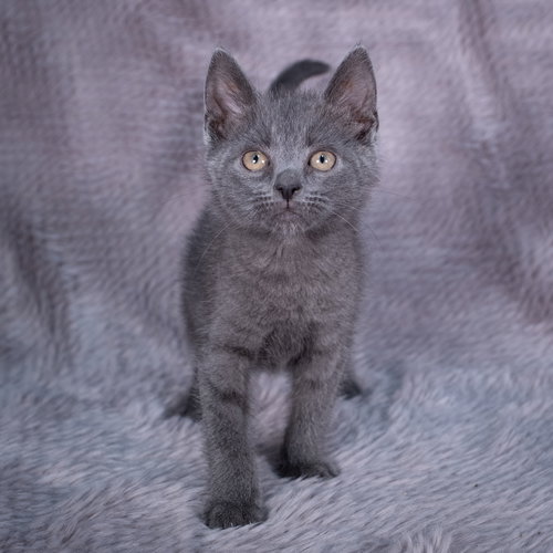 picture of the cat needing adoption