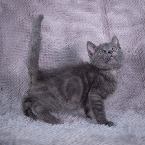 picture of the cat needing adoption