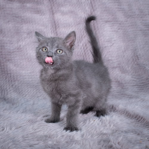 picture of the cat needing adoption