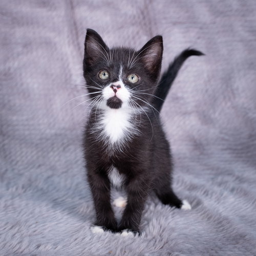 picture of the cat needing adoption