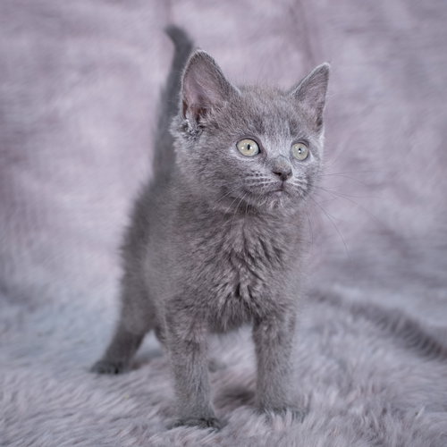 picture of the cat needing adoption