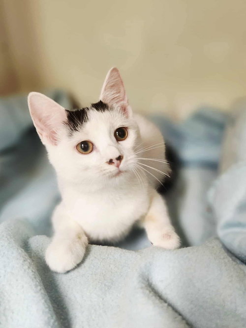 picture of the cat needing adoption