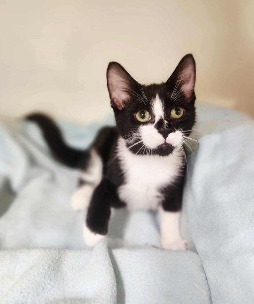 picture of the cat needing adoption