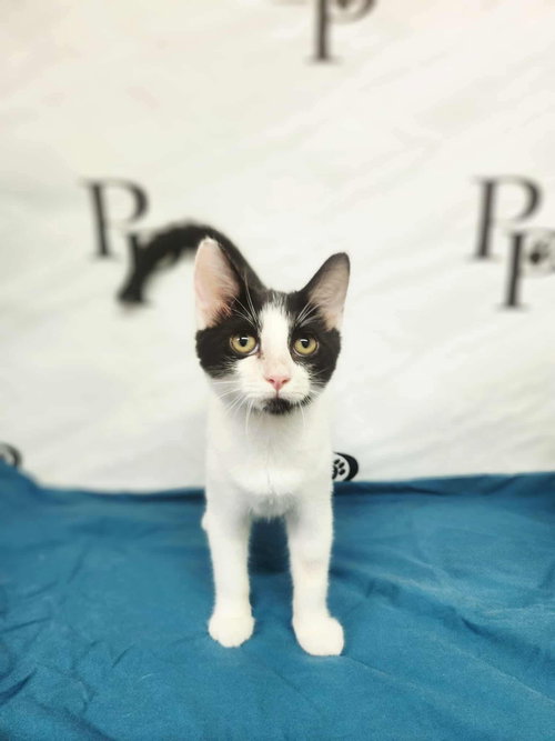 picture of the cat needing adoption