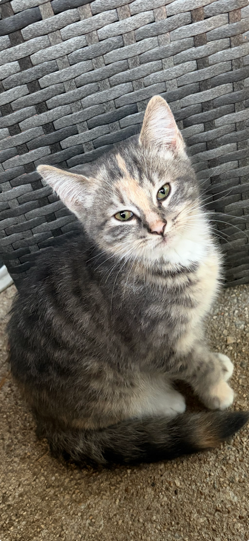 picture of the cat needing adoption
