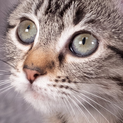 SKYWALKER - ANDREA FOSTER - Domestic Short Hair available for adoption