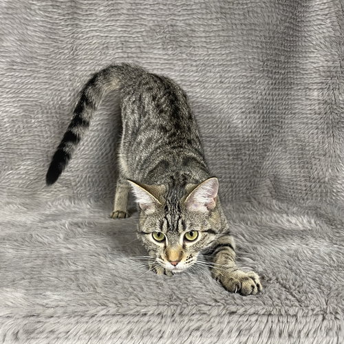 SKYWALKER - ANDREA FOSTER - Domestic Short Hair available for adoption