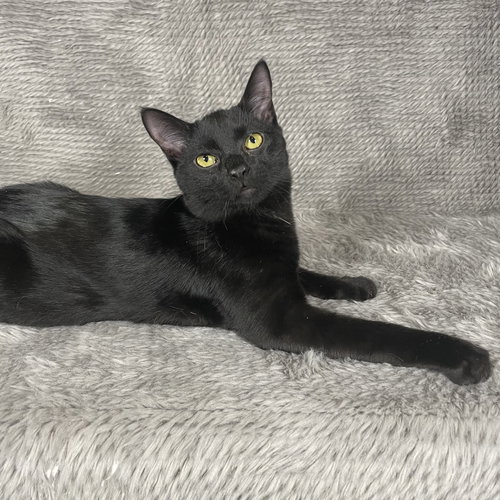 GIFT BASKET - ANDREA FOSTER - Domestic Short Hair available for adoption
