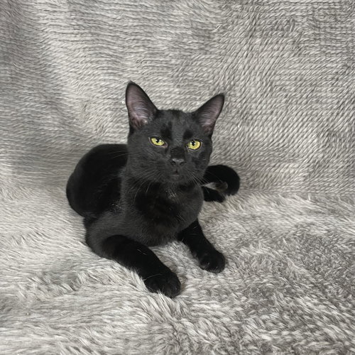 GIFT BASKET - ANDREA FOSTER - Domestic Short Hair available for adoption