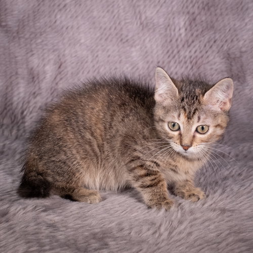 PIGEON - ANDREA FOSTER - Domestic Short Hair available for adoption