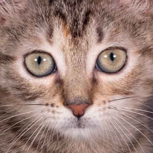 PIGEON - ANDREA FOSTER - Domestic Short Hair available for adoption