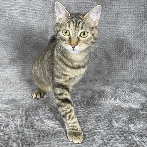 PIGEON - ANDREA FOSTER - Domestic Short Hair available for adoption