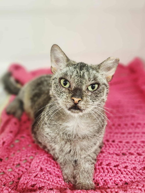 EMMIE - Domestic Short Hair available for adoption