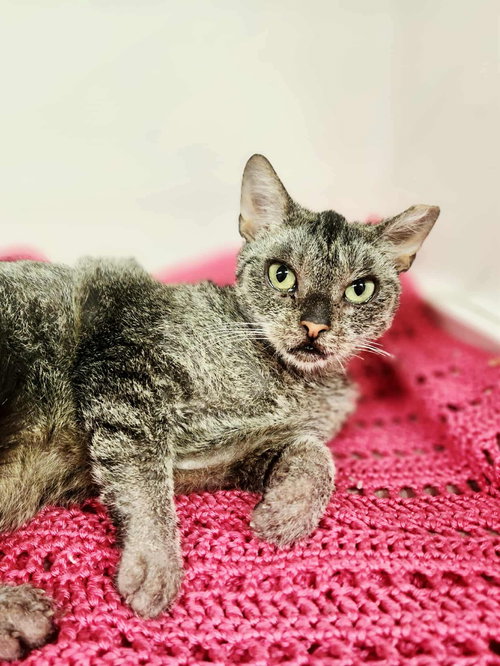 EMMIE - Domestic Short Hair available for adoption