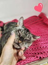 Emmie - Photo 3
