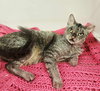 Emmie - Photo 4