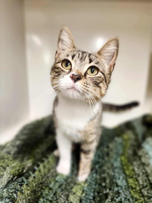 MISHU - Domestic Short Hair available for adoption