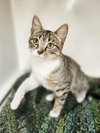 Mishu - Photo 2