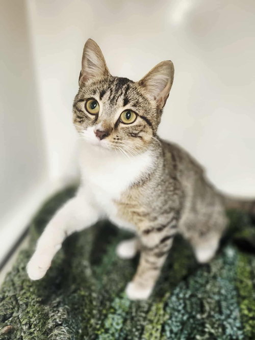 MISHU - Domestic Short Hair available for adoption