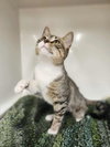 Mishu - Photo 3