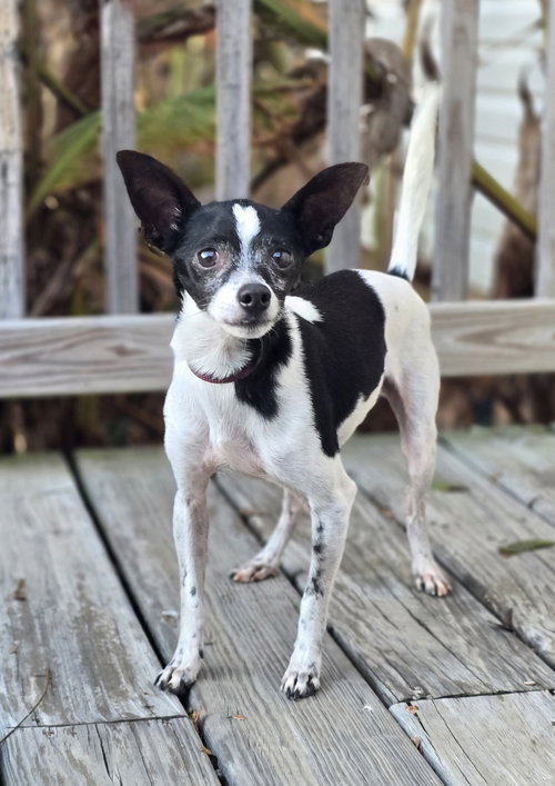 picture of the dog needing adoption