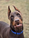 HARVEY - Photo 1