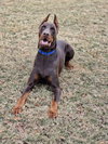 HARVEY - Photo 2